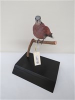 藏品(紅鳩)的圖片